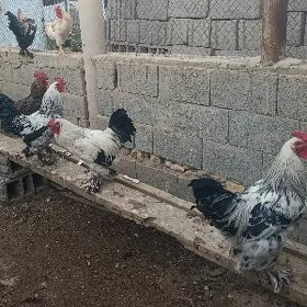 Horaz horazlar