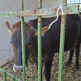 Göle