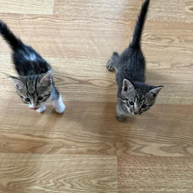 Котенок отдам в хорошие руки