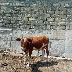 Okuzler
