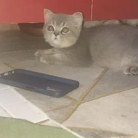 Кошка шотландский