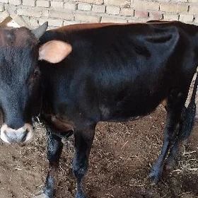 öküz