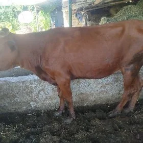 UNAJYN