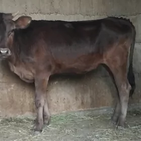 gobirit tuwe 1 yasan