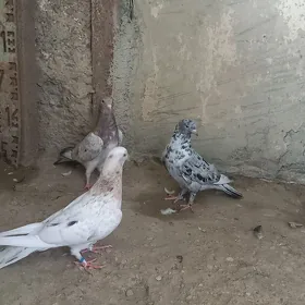 kepderi