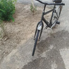 26 lyk tigir