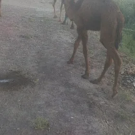 köşekli düýe