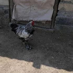 Brama towuk