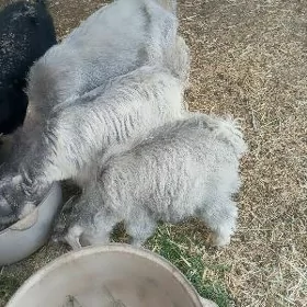 1 geçi 3 çewiş