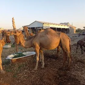 Köşekli düýe
