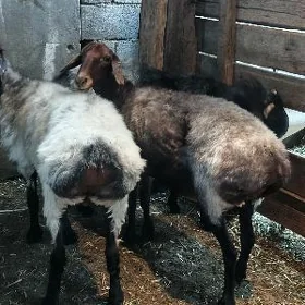 Goýun