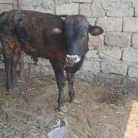 öküz