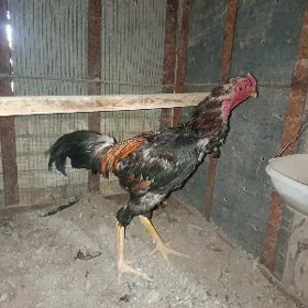 Horoz