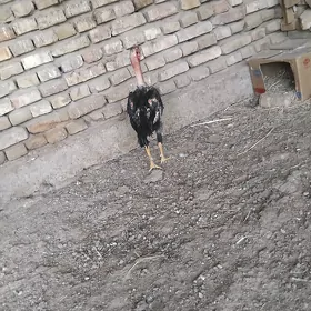 BAYES HORAZ TASKENT PARODA