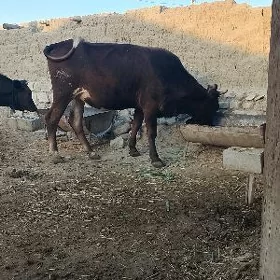 şwes tuwe