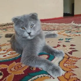 pişik