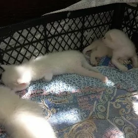 котята белые