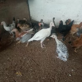 induk jùýje