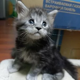 котята