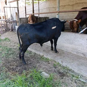 Ökuz bakylan