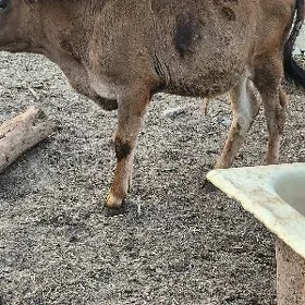 okuzce