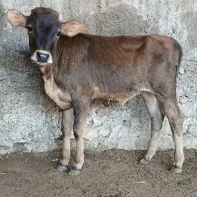 ŠWES OKUZ TUWE