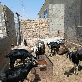 geci