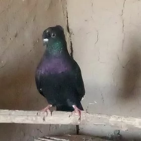 kepderi