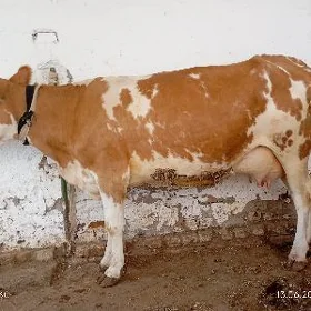 simintal sygyr