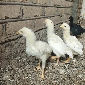 baysow jüje