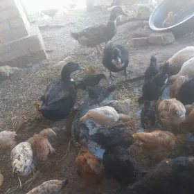 GAZ GAK ÝAŞYL BAŞ.