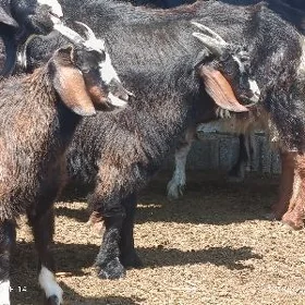 owlokli geci