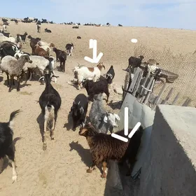 çebiş,berre guzy,dog erkeç