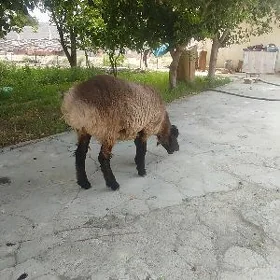 токлы