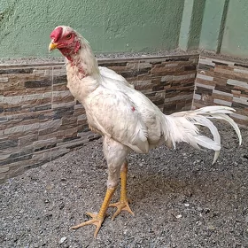 horaz