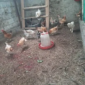 towuk Towuklar