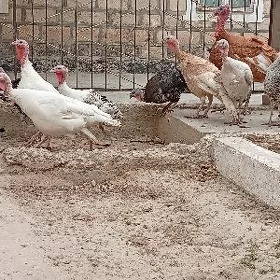 Maki induklar satlyk