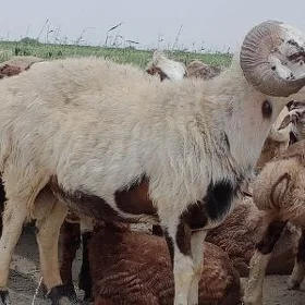 goç