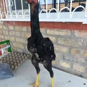 САМАРКАНТ ЖУЖЕ