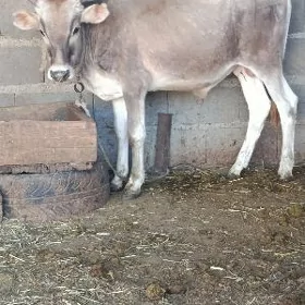 öküz