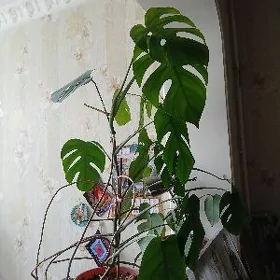 monstera