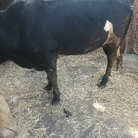 ökuz