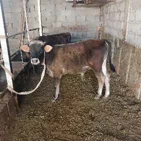 ÖKUZ