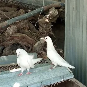 kepderi