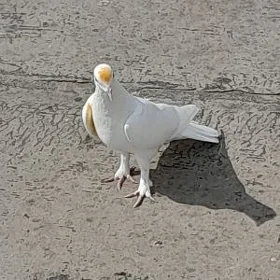 kepderi