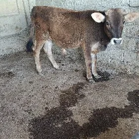 şwes öküz