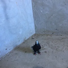 голубы