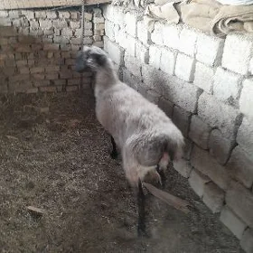 Goýun