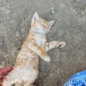 котята