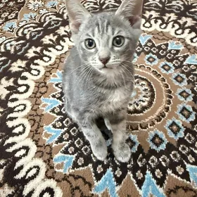котята